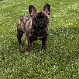 Solo - French Bulldog