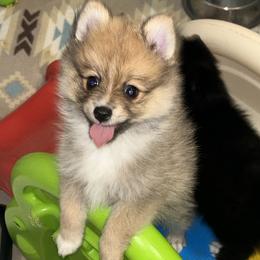 Pomeranian Puppies from Roxy's Pomeranian Puppies