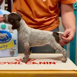 Jasmine - Liver and white female German Shorthaired Pointer puppy in North Branch, Minnesota from Chrishelle Farm