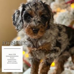 Munchkin - Merle male Goldendoodle puppy in Norman, Oklahoma from Wilson Family Companions