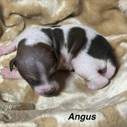 Angus - White and red male American Hairless Terrier puppy in Buckingham, Illinois from Gaus Hof
