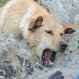 Chesapeake Bay Retrievers and Labrador Retrievers from Big Sioux Retrievers