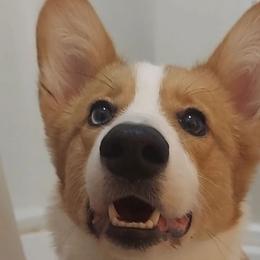 Okee - Pembroke Welsh Corgi