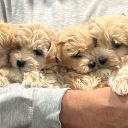 Cavapoos and Maltipoos from Disney Doodles