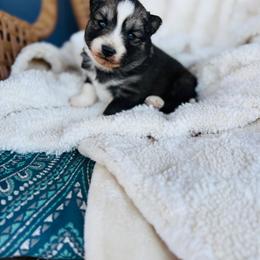 Honey Smacks - Wolf sable female Pomsky puppy in Yavapai County, Arizona from Pawsh Pomskies
