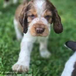 Boy 5 HUCKLEBERRY - Red and white male English Springer Spaniel puppy in Saginaw, Michigan from Kemerer Springers