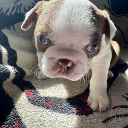 Boston Terrier Puppies from Xavier's Uncanny Boston Terriers