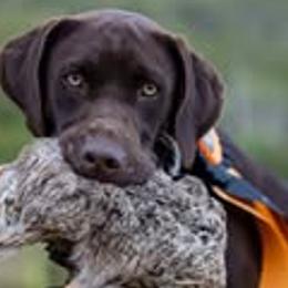 Labrador Retrievers from Bitterroot Valley Antler Labs