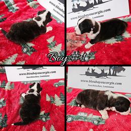 Brindle boy - Brindle and white male Cardigan Welsh Corgi puppy in Natchitoches. La, Louisiana from Bleu Bayou Corgis