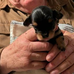 Boy 4 - Black and tan male Havanese puppy in Melba, Idaho from Lawson Havanese