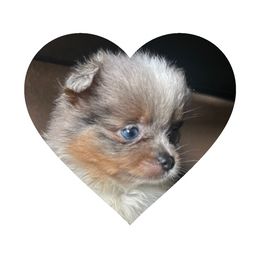Pomeranian Puppies from Wheresmil0