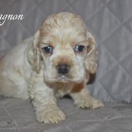 D'Artagnon - Buff and white male Cocker Spaniel puppy in Myerstown, Pennsylvania from The Cocker Cingdom