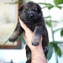Levi - Sable male German Shepherd puppy in Coarsegold, California from Yosemite Shepherds