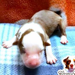 Makenzie - Red tri female Miniature Australian Shepherd puppy in Punta Gorda, Florida from Christie's Creekside Aussies