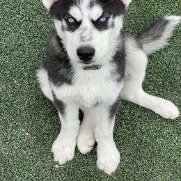 Alaskan Malamute and Siberian Husky Puppies from Chocolate Hollow Farms