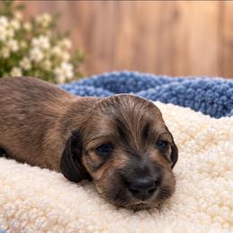 Dorian - Cream male Dachshund puppy in Greenfield, Ohio from Buck Run Creek Dachshunds