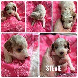 Stevie - Parti female Poodle puppy in Mount Vernon, Illinois from AMC Poodles
