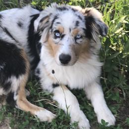 Aussiedoodles and Miniature Australian Shepherds from Arena Valley Acres