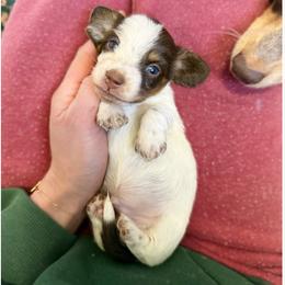 Brownie - Piebald male Dachshund puppy in Wamego, Kansas from Doodles of Oz