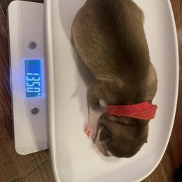 Siberian Husky Puppies from Alexandra's Siberian Huskies