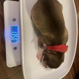 Siberian Husky Puppies from Alexandra's Siberian Huskies