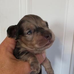 Joey - Dapple male Dachshund puppy in El Paso, Texas from Mells Weenies