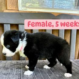 Light pink collar - Black and white female Yakutian Laika puppy in Bethel, Ohio from Caldersong Kennels
