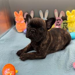 Pandora - Brindle female French Bulldog puppy in Largo, Florida from Infinity Frenchies