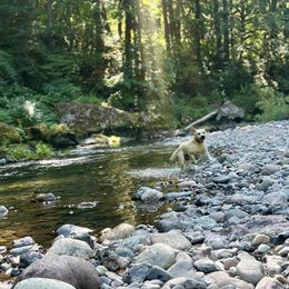 Brutus - Labrador Retriever