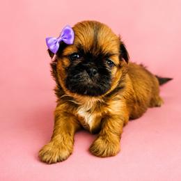 Luna - Tricolor female Shih Tzu puppy in Hawthorne, Florida from Simply Southern Shihtzus