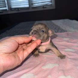 Niki - Blue female French Bulldog puppy in Bolingbrook, Illinois from Flores Frenchies