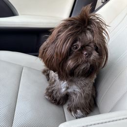 Shih Tzu Puppies from Majestic M Shihtzu’s