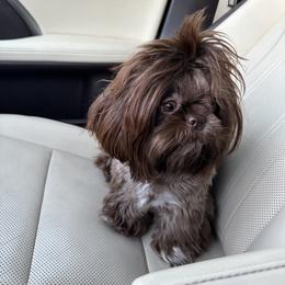 Shih Tzu Puppies from Majestic M Shihtzu’s