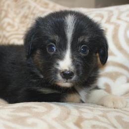Roast - Black tri male Miniature Australian Shepherd puppy in Licking, Missouri from Burnett Aussies