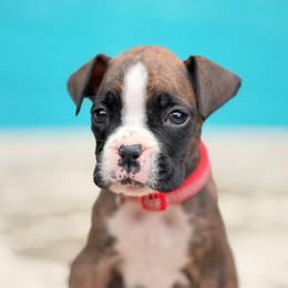 Captain America (Cap) - Brindle male Boxer puppy in Georgia from Stephanie’s Boxers