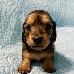 Amelia - Female Shaded Cream - Cream female Dachshund puppy in Statesville, North Carolina from Southern Doxies