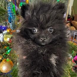 Jera - Black and brindle male Pomeranian puppy in Las Vegas, Nevada from SuperNova  & Mystic Magic Pomeranians