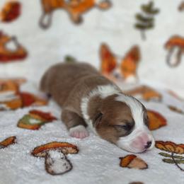 Camilo - Sable and white male American Corgi puppy in Tallahassee, Florida from Koko's Korgis