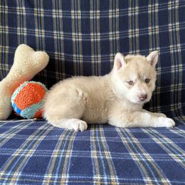 Elio      Jack (Nickname) - Red and white male Siberian Husky puppy in Fairborn, Ohio from Haven of Free Spirits