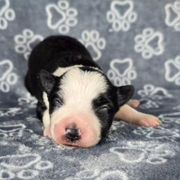 Loca - Black and white male Border Collie puppy in Chicora, Pennsylvania from Riverwood