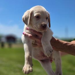 Snowdrop - Champagne male Dilute Retriever puppy in New Providence, Pennsylvania from Southernend Silvers
