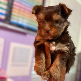 TC062825-Choc Male - Chocolate, tan and white male Yorkshire Terrier puppy in Dallas, Texas from JBzPawz