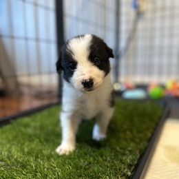 Border Collie Puppies from RSR Border collies