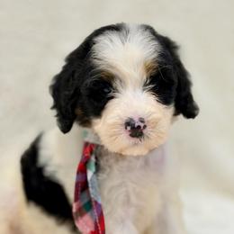 Tubby - Tri-color male Bernedoodle puppy in Hegins, Pennsylvania from Bubbling Springs Doodles, LLC