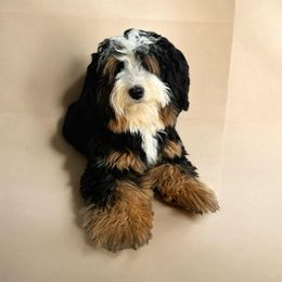 Bernedoodle puppies from Hilary’s Doodle Ranch