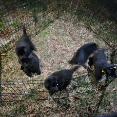 Belgian Sheepdog Puppies from Kimberly Perry