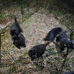 Belgian Sheepdog Puppies from Kimberly Perry