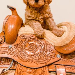 Bernedoodle and Goldendoodle Puppies from AweStrunk Farms