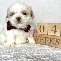 AKC Cappy - Red and white male Shih Tzu puppy in Moses Lake, Washington from Shurbeez Shih Tzu