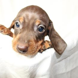 Dachshund Puppies from Mulberry Dachshunds